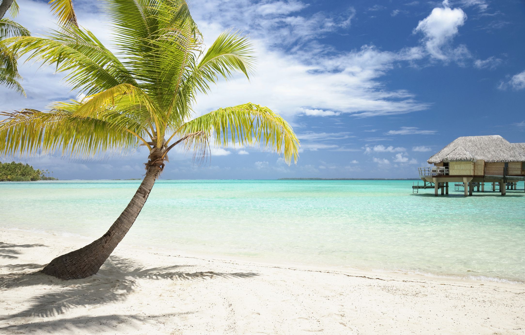 palm tree on beach big 579f66d35f9b589aa979d113