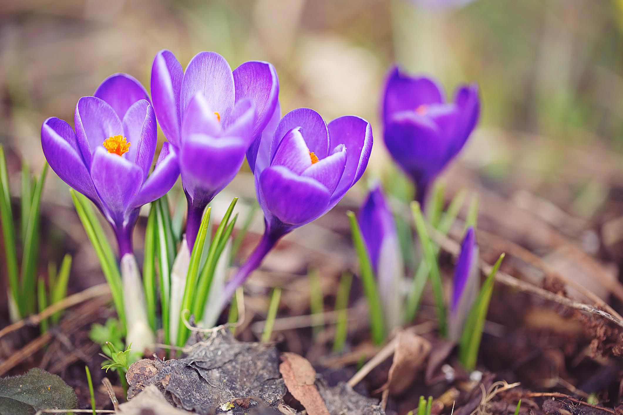 how-to-grow-and-maintain-spring-blooming-crocus