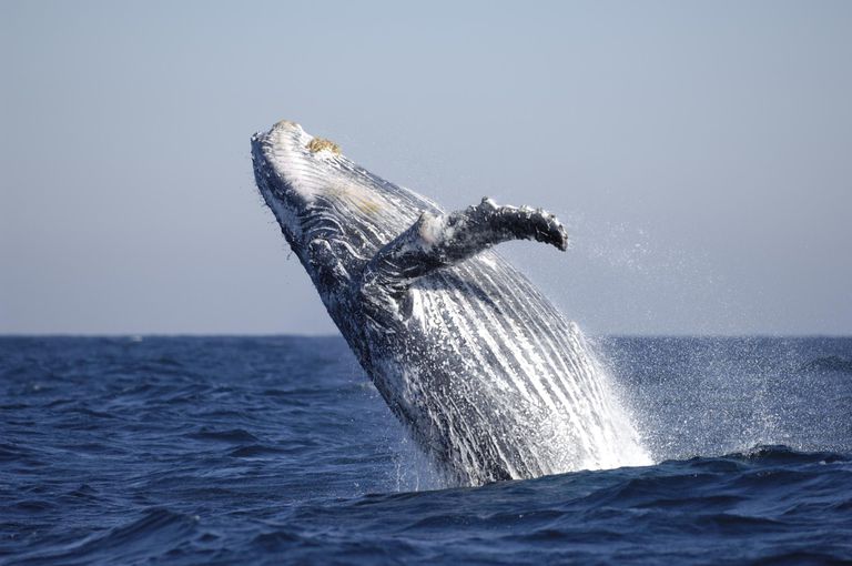 Humpback whale, Megaptera novaeangliae, breaching, during the Sardine run.