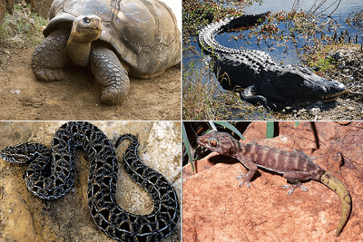 Find Out How To Tell Apart A Reptile And Amphibian