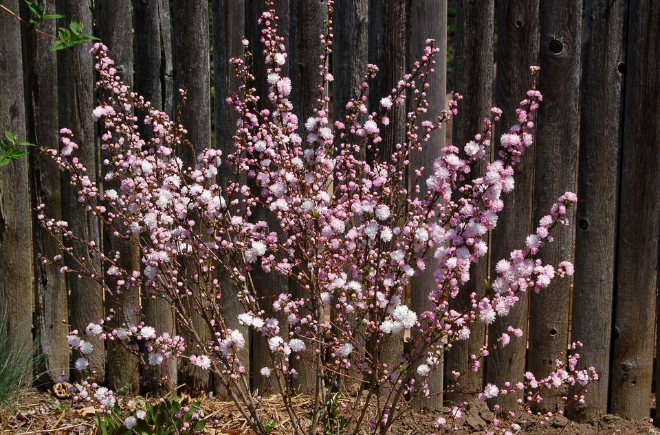 growing up in little pink houses meaning