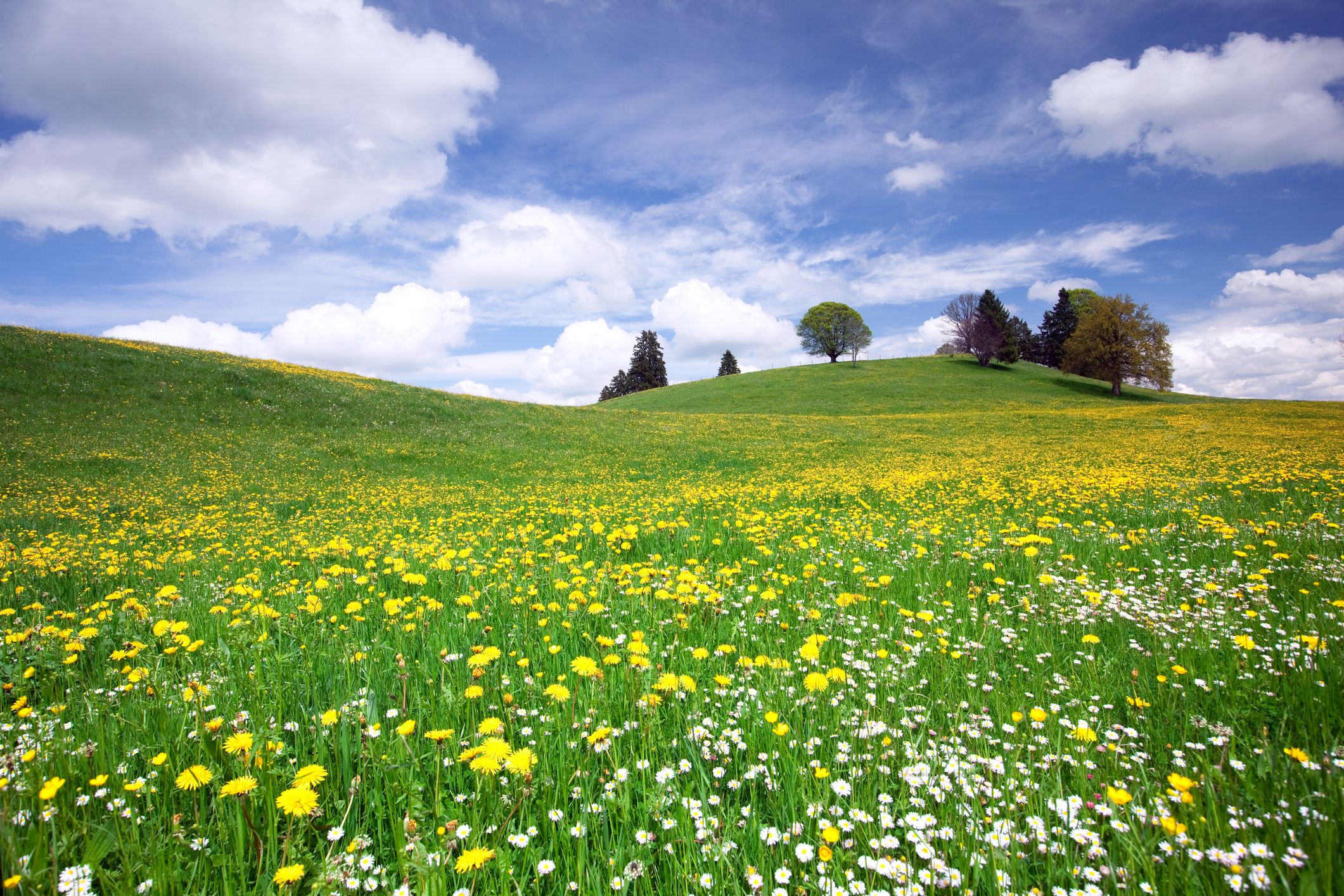 Names of Flowers in German