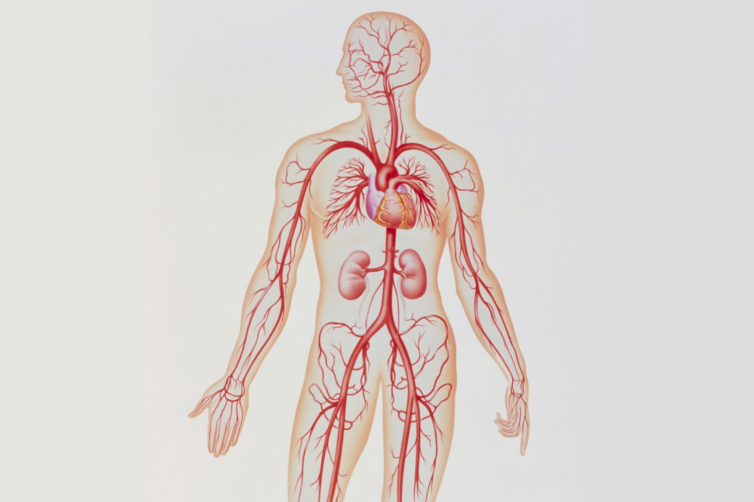 Artery Structure, Function, and Disease