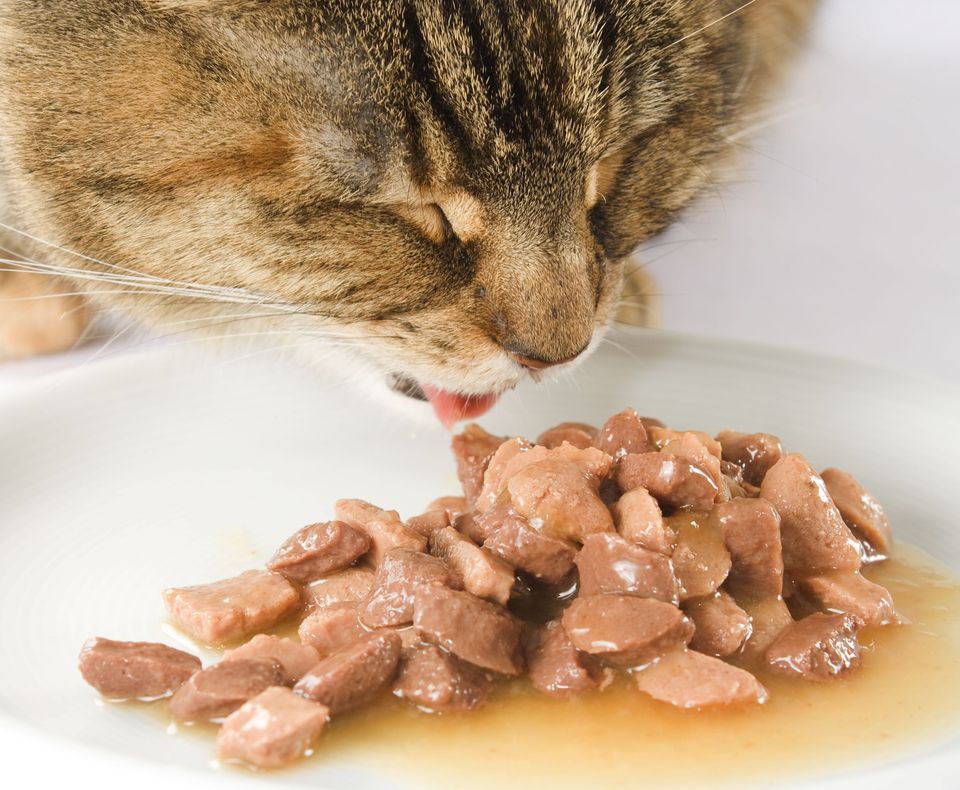 Why Is My Cat Always Hungry Why Do Cats Beg For Food