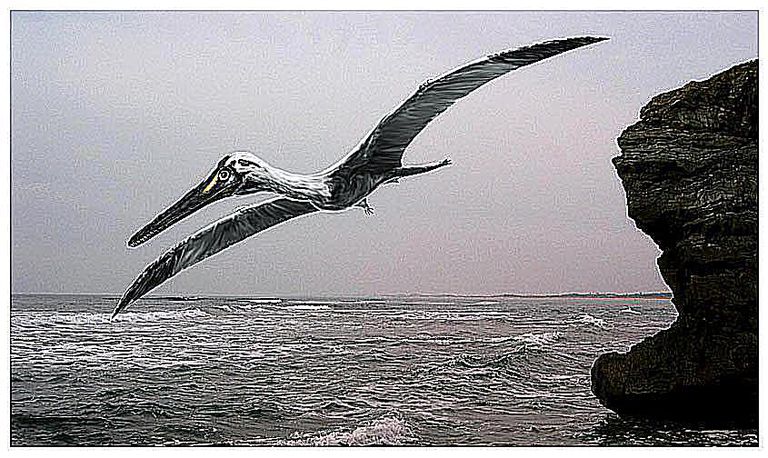 rhamphorhynchoid pterosaur