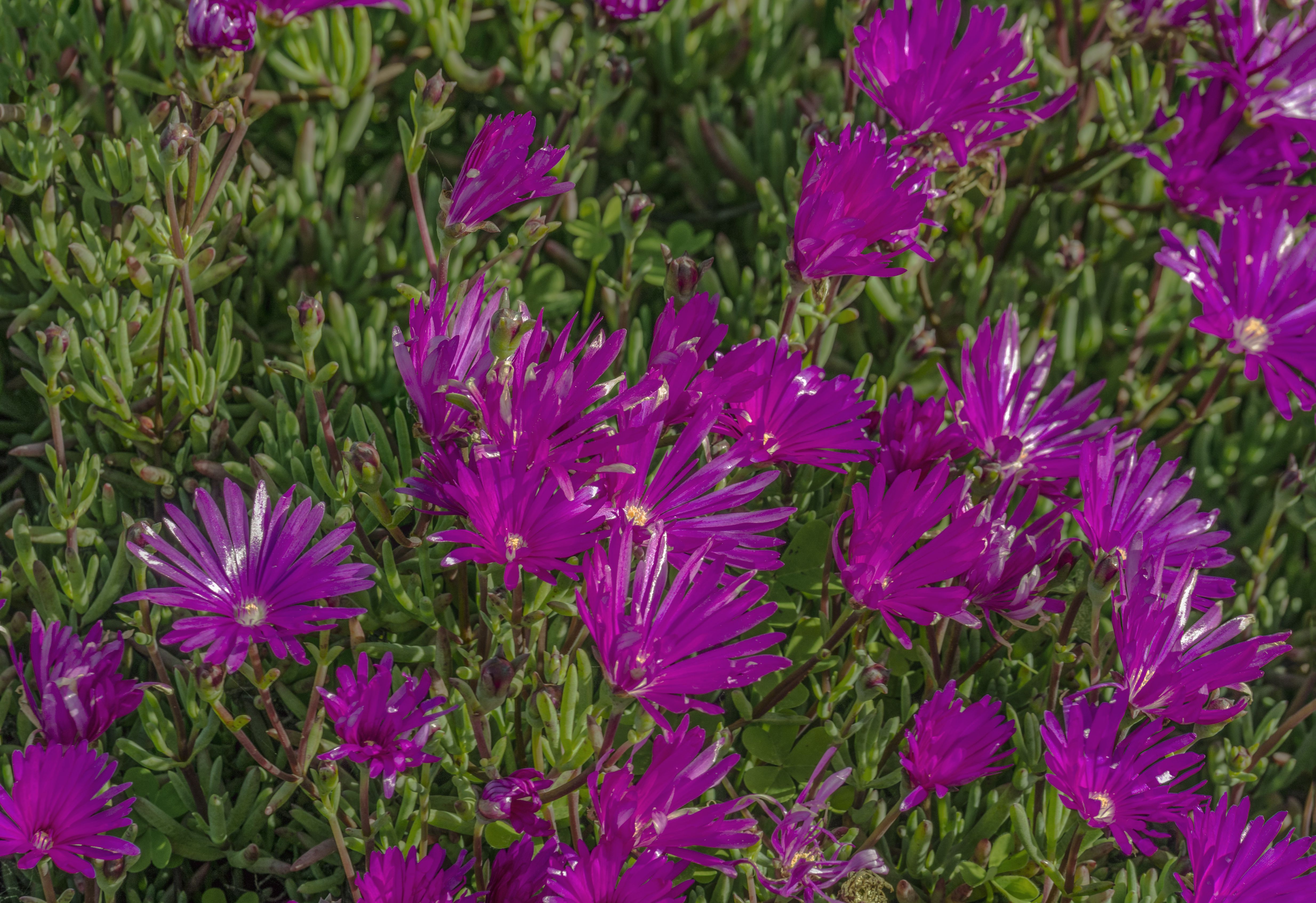 growing-and-caring-for-ice-plants