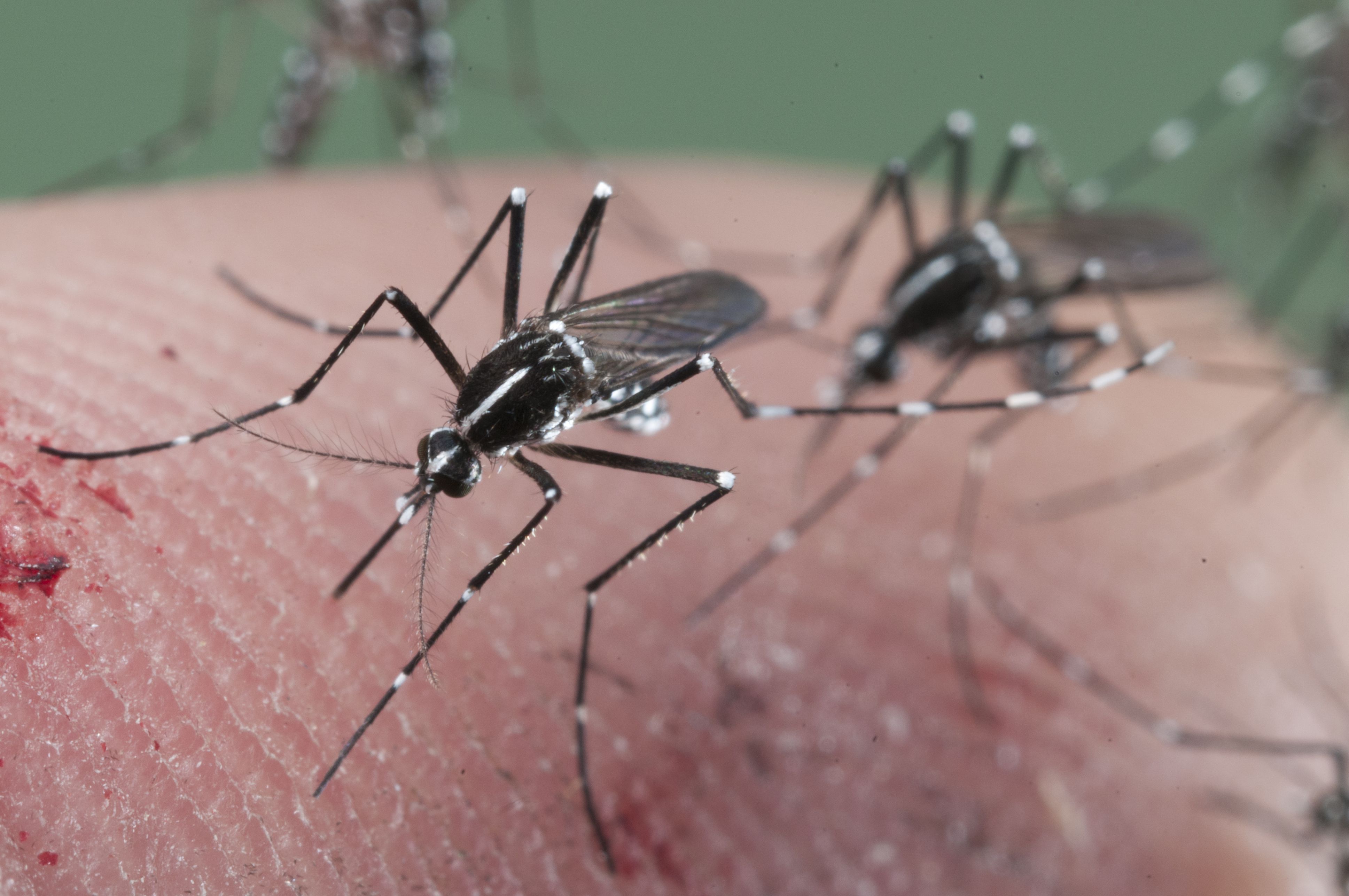 Инфекции передающиеся через укусы кровососущих насекомых. Комары. Москиты механические переносчики. Разновидности комаров. Заболевания передающиеся комарами.