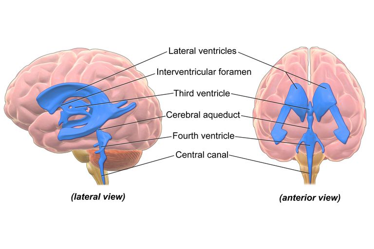 brain_ventricles 56d0ccd03df78cfb37b876dc