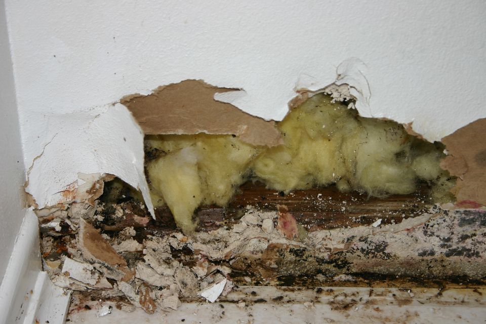 How To Avoid Dangerous Mold Growth In The Laundry Room