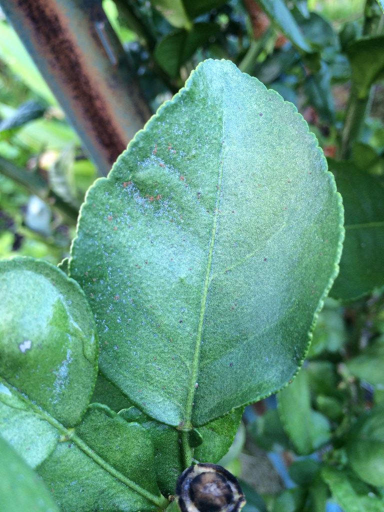 The Best Way to Control Spider Tree Mites