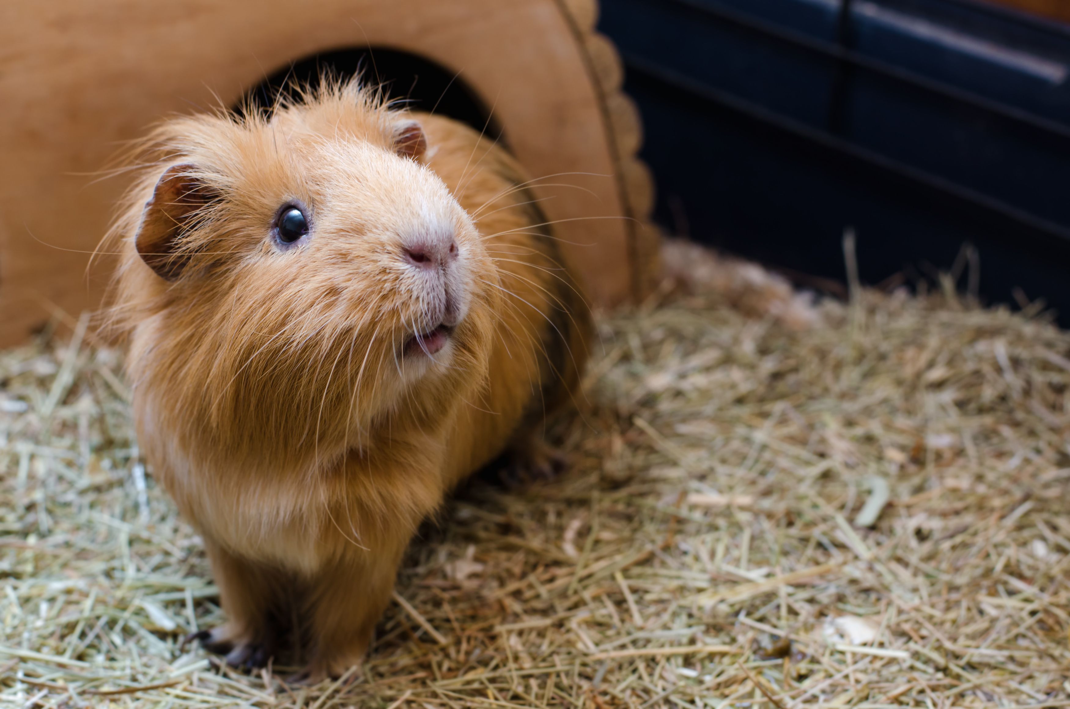 Guinea Pig Kidney Stones