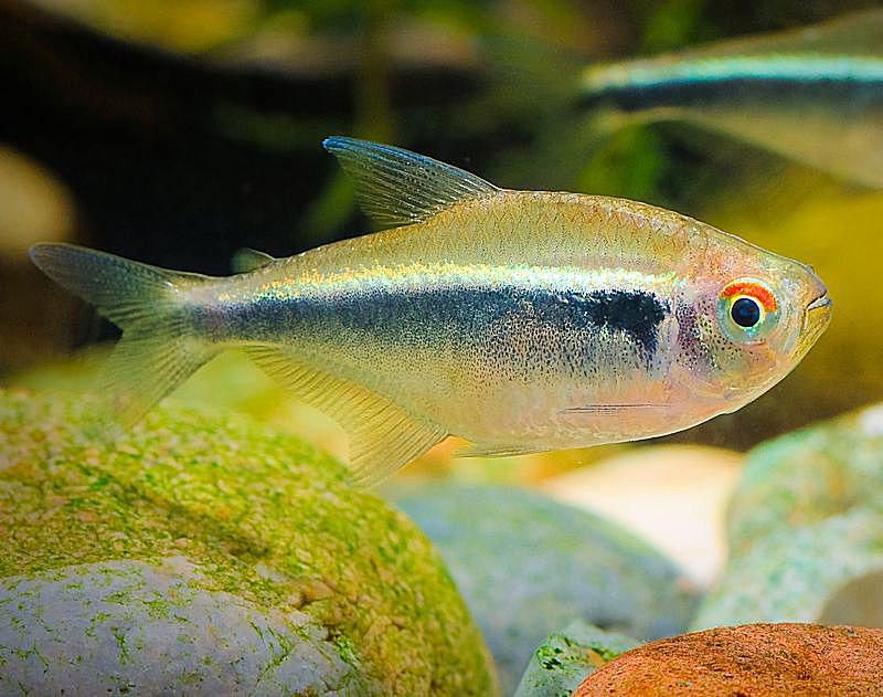 Neon Tetra Disease and Its Effects on Aquarium Fish