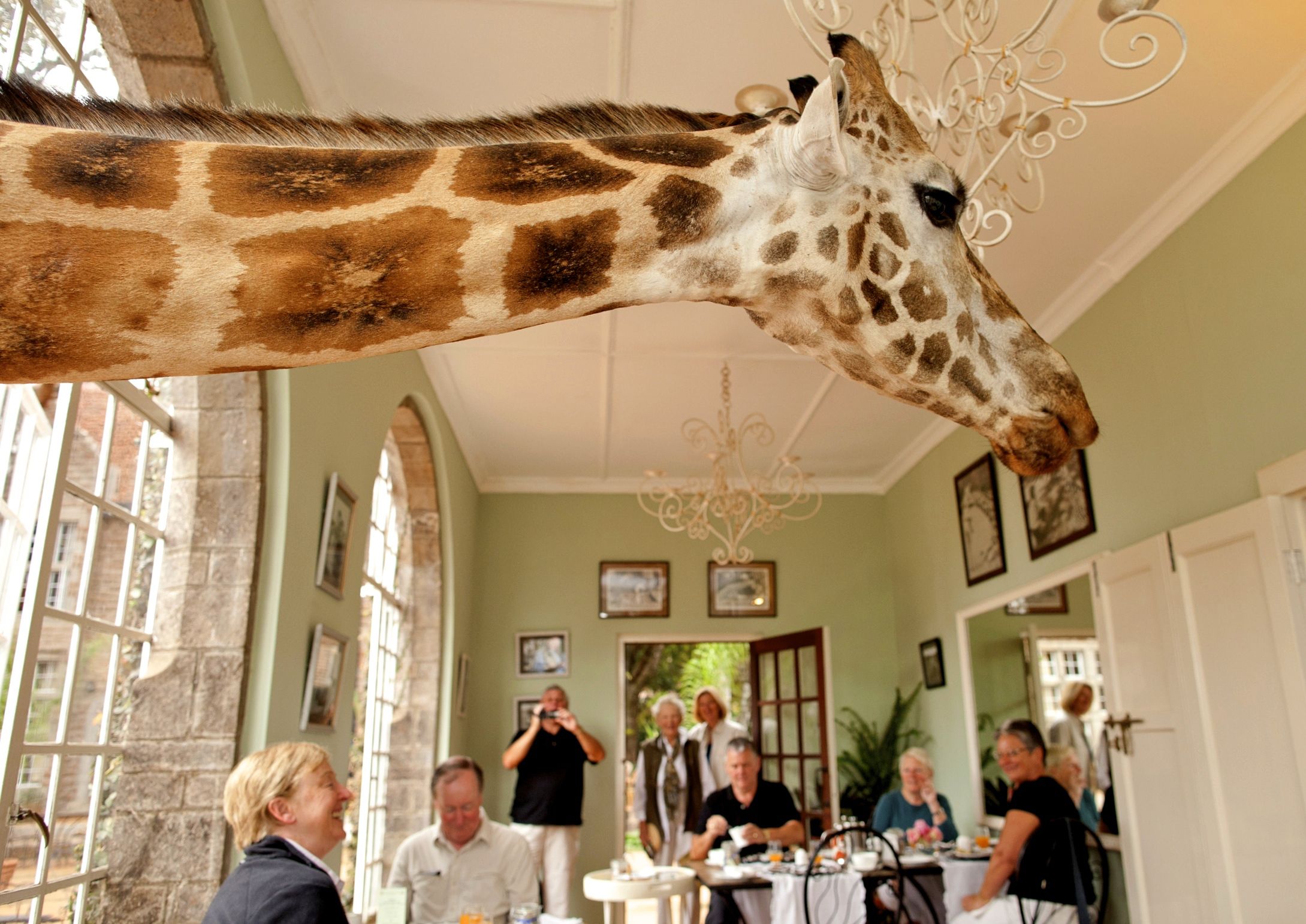 Hotels with Pets - Giraffes Iguanas Weird Animals