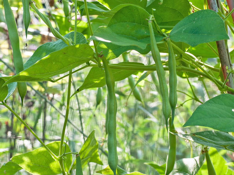 Growing Green Beans In Your Garden