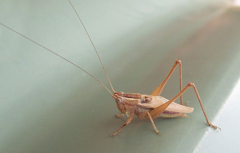 Top 10 Ways to Control Crickets That Get in Your Home