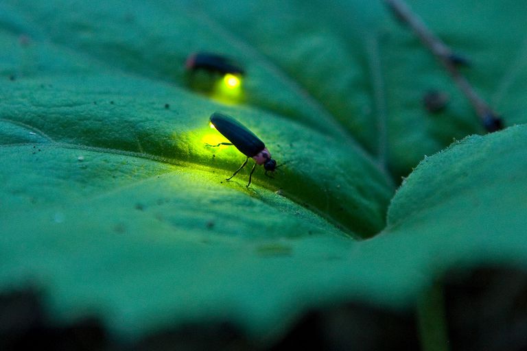 10-fascinating-facts-about-fireflies-and-lightning-bugs