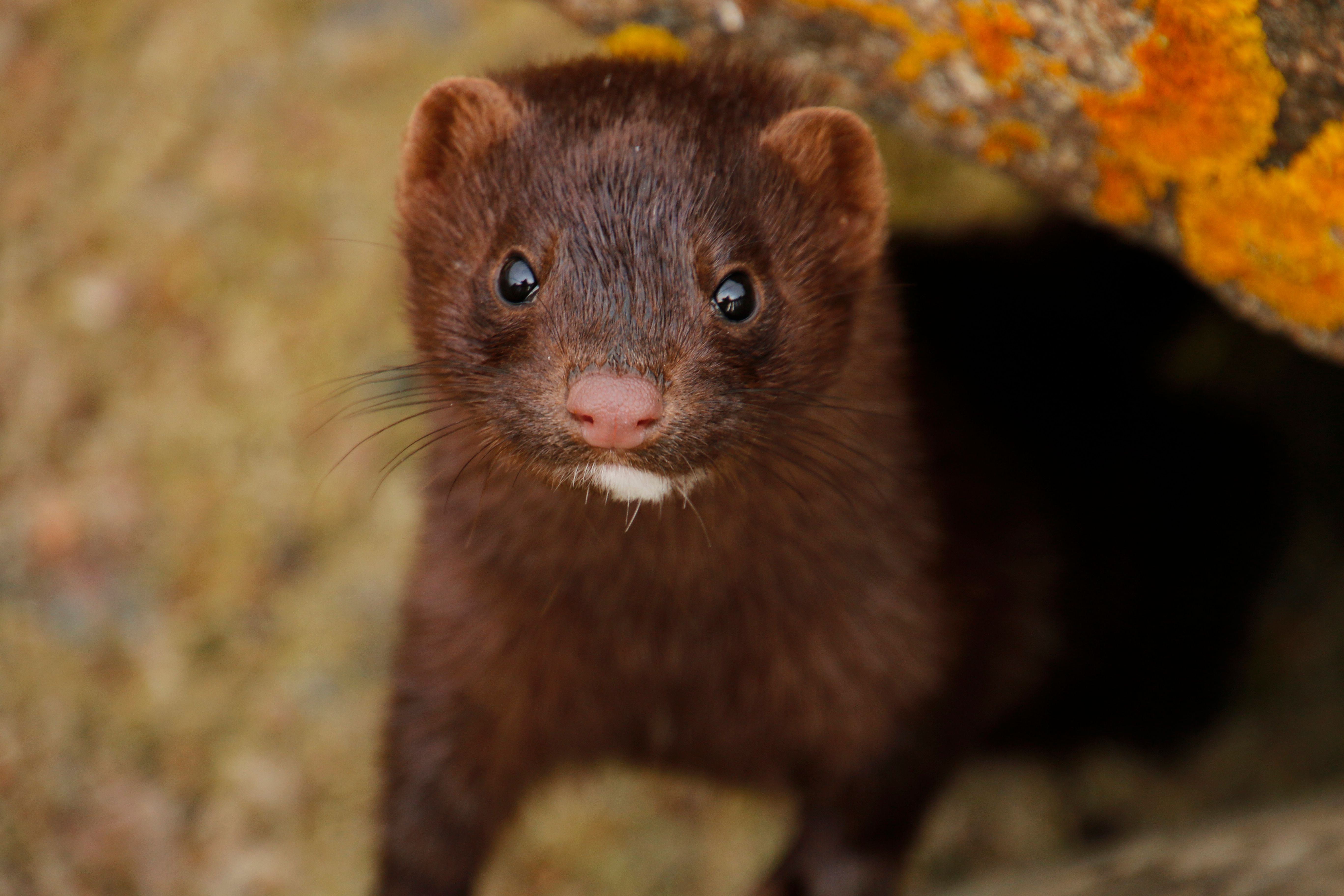 US Mink Test Positive for Coronavirus