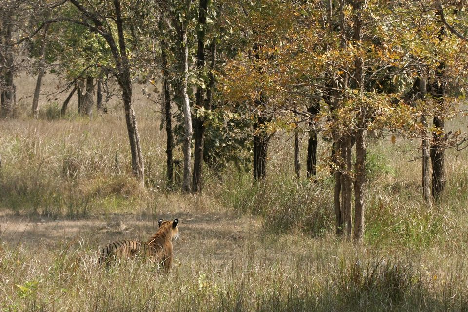 Tiger in Kanha National Park.