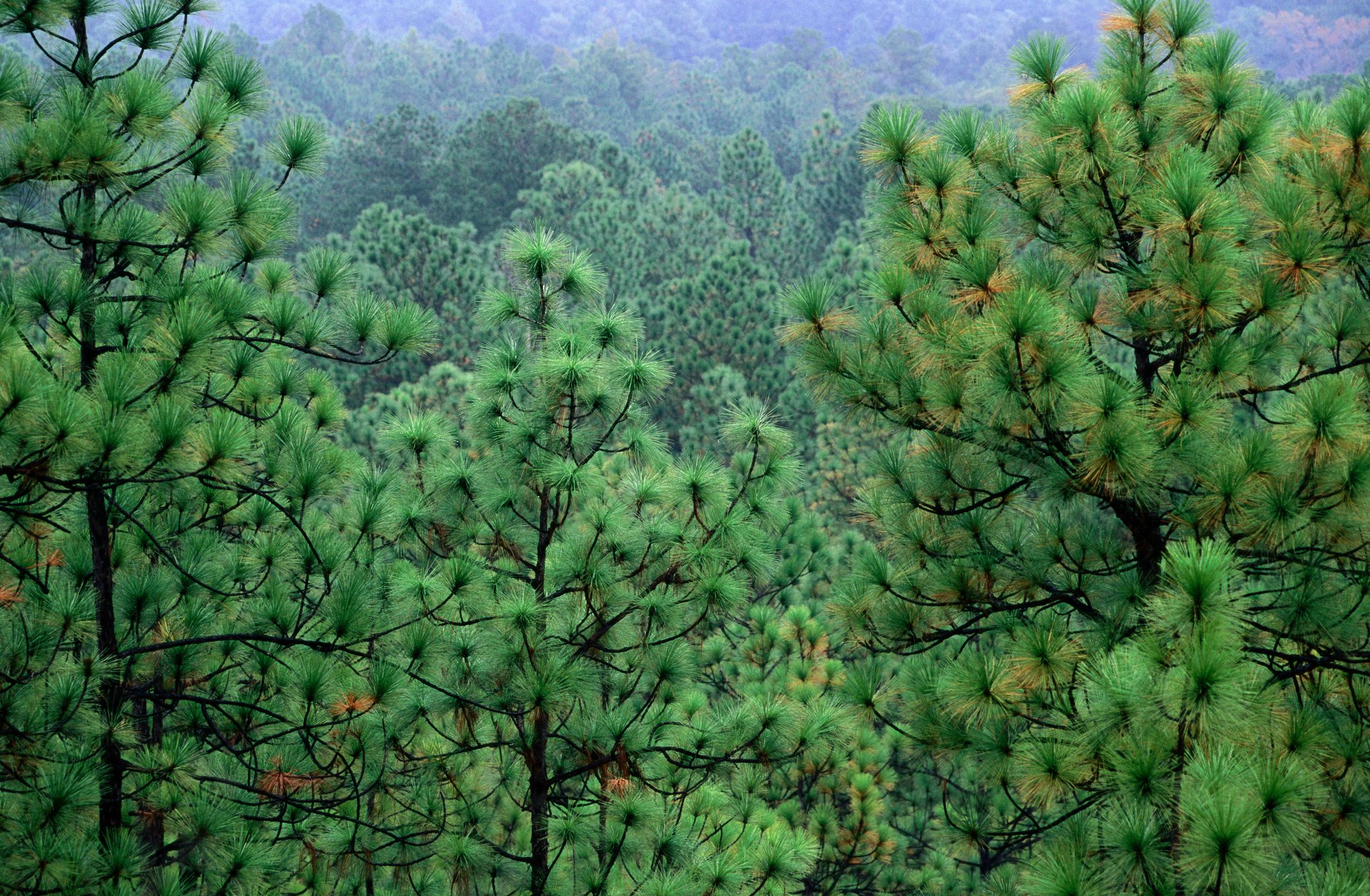 The State Tree of North Carolina