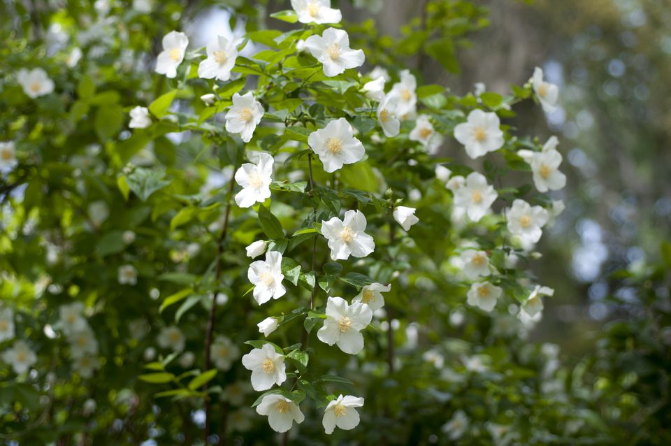 philadelphus mock orange blossoms 522287068 586ff6855f9b584db367d3fe