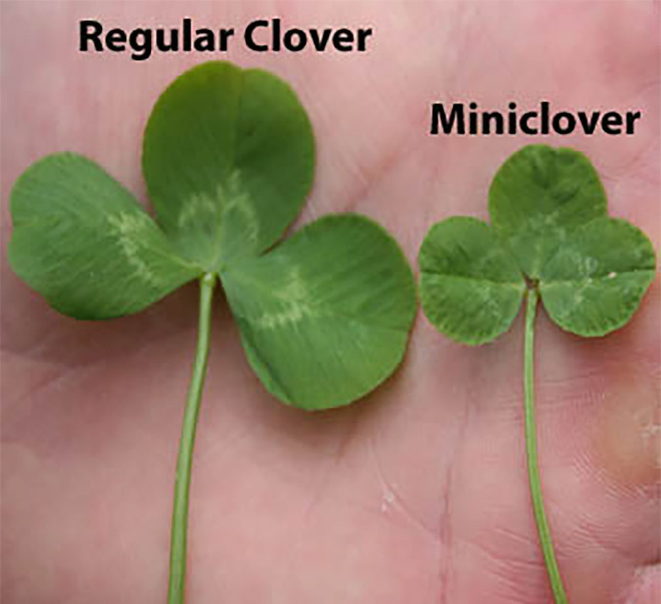 Premium Micro Clover Seed For Enhanced Lawn Health In Canada