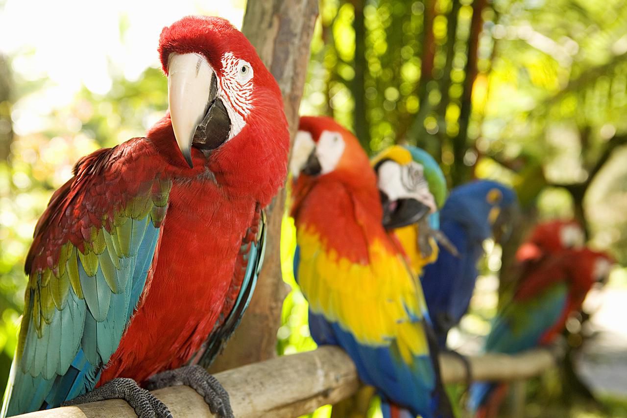 Macaws - Fun Facts About the Largest Parrots