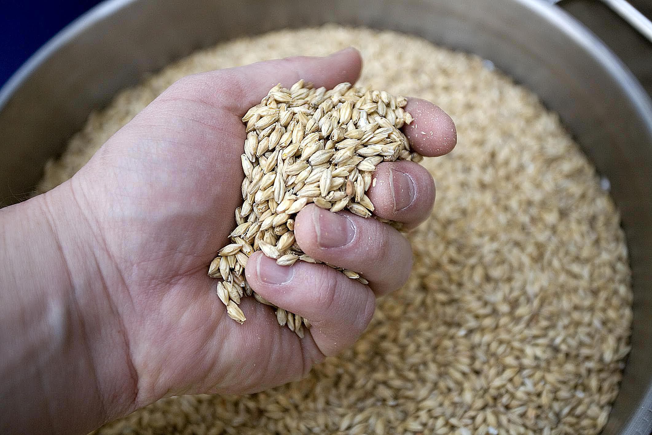 What Is Malted Barley 