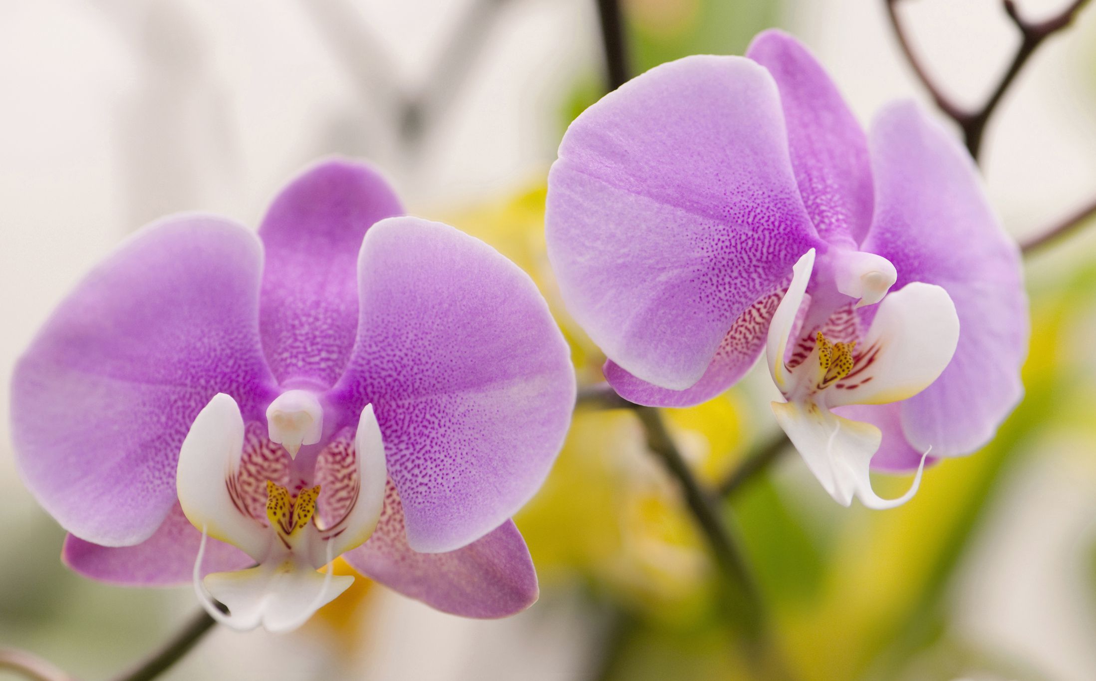 Phalaenopsis Orchids GettyImages 529784720 58bdb2533df78c353c7f5977