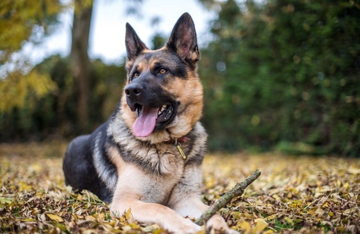 First US Dog to Test Positive for COVID-19 Has Died