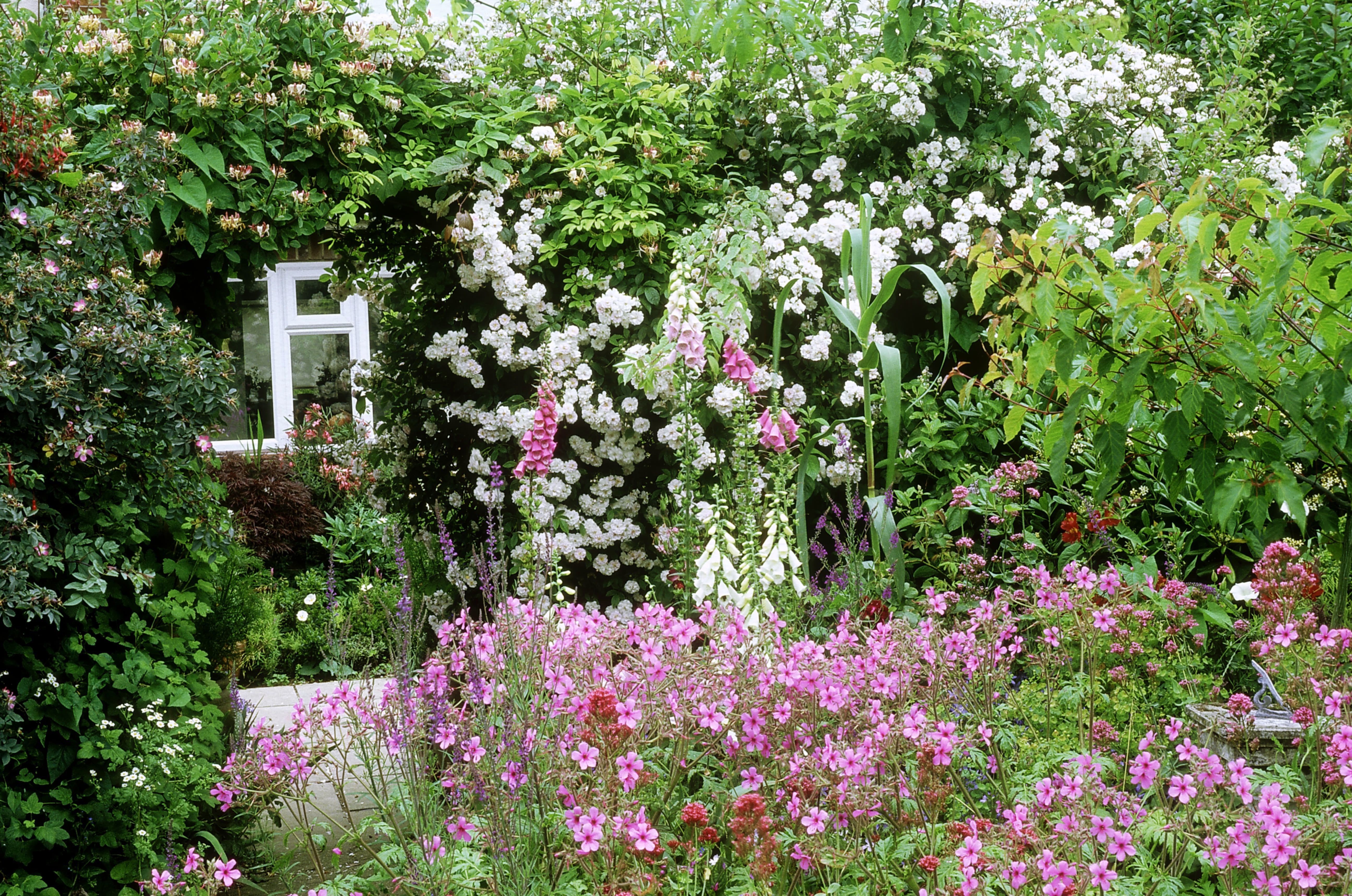 Flowers Traditionally Used: Cottage Garden Plants