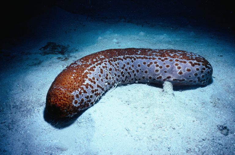 facts-about-sea-cucumbers