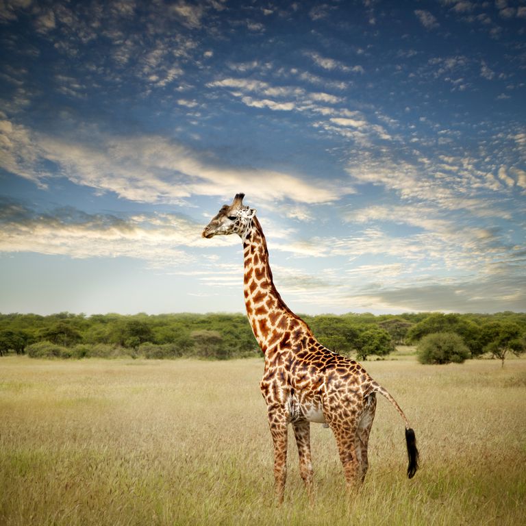 10 Fun Facts About Giraffes