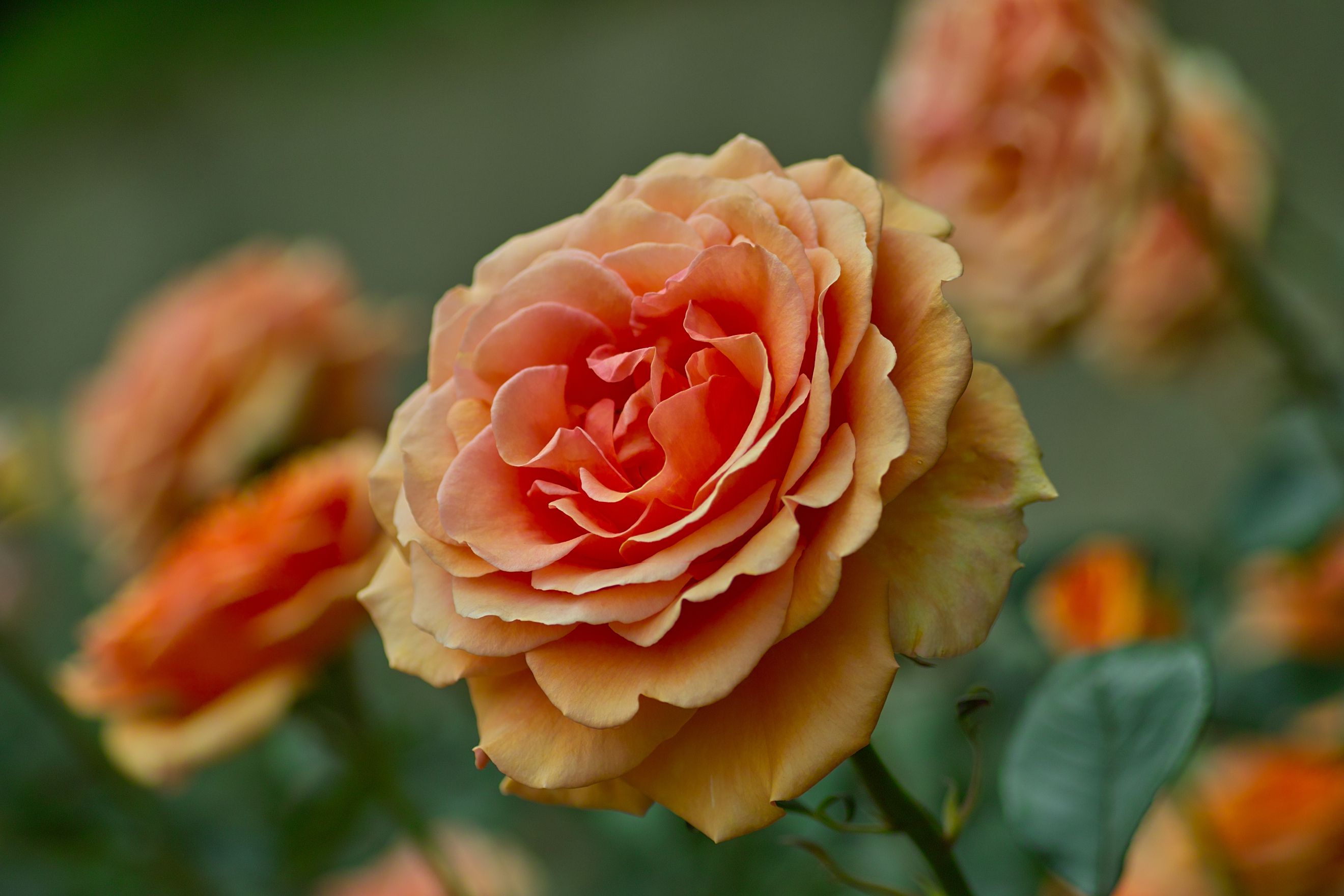 The Best Companion Plants for Roses