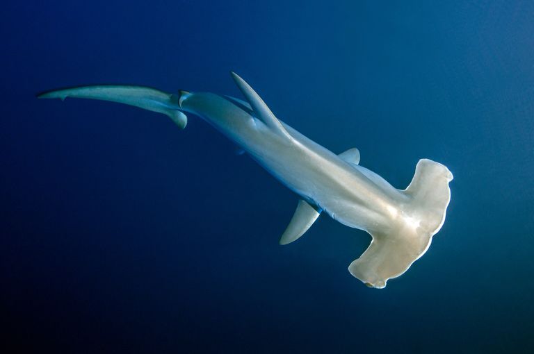 Different Types Of Hammerhead Sharks