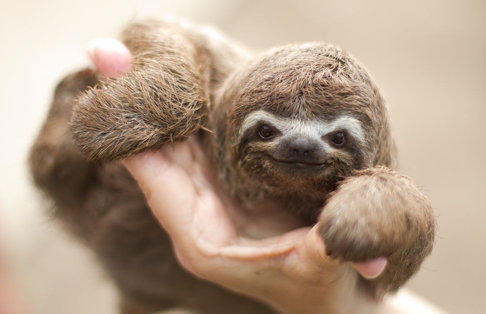 Sloths as Pets - Care and Requirements