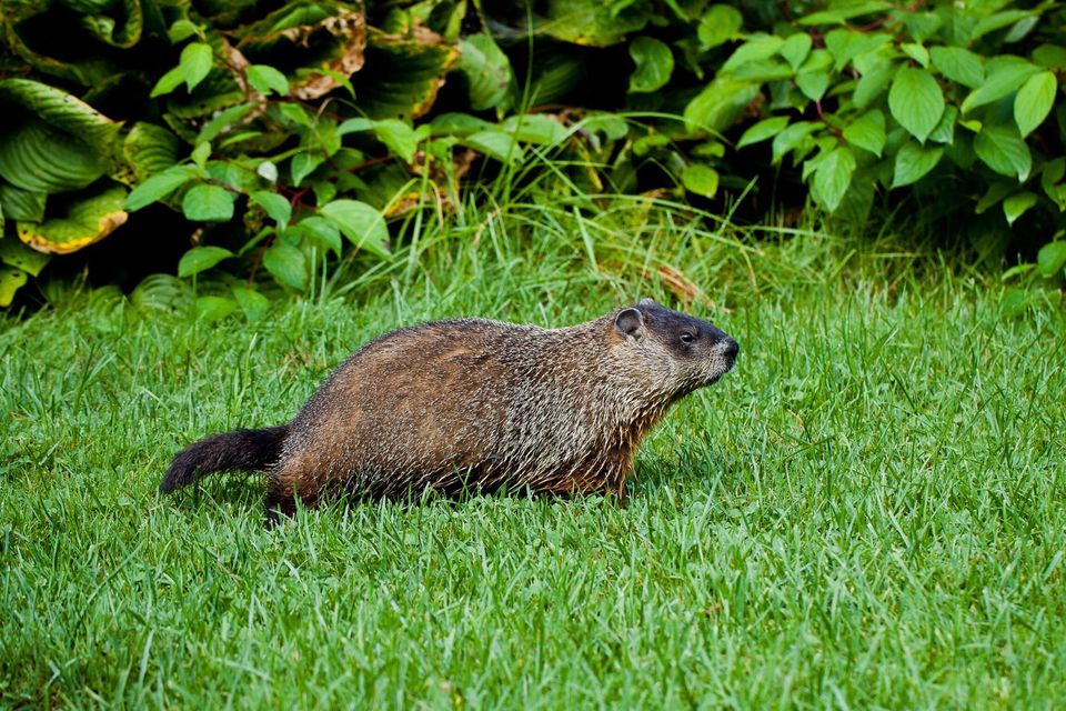 Best Ways to Rid Your Yard of Groundhogs