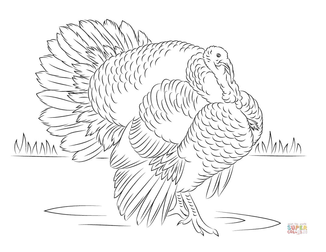 super turkey coloring 57a0d1f63df78c3276c