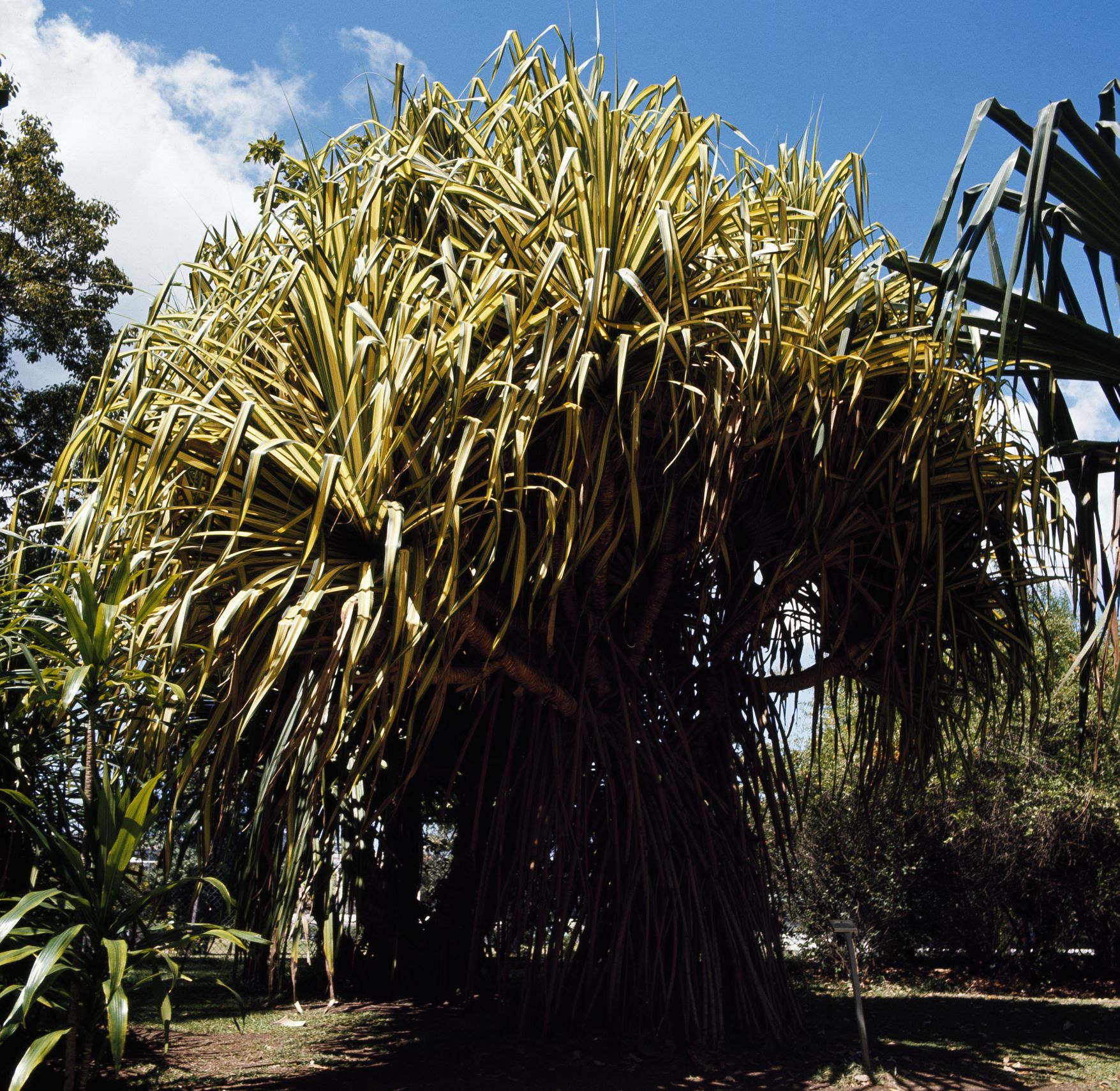 Pandanus Veitchii - Growing Screw Pine Indoors