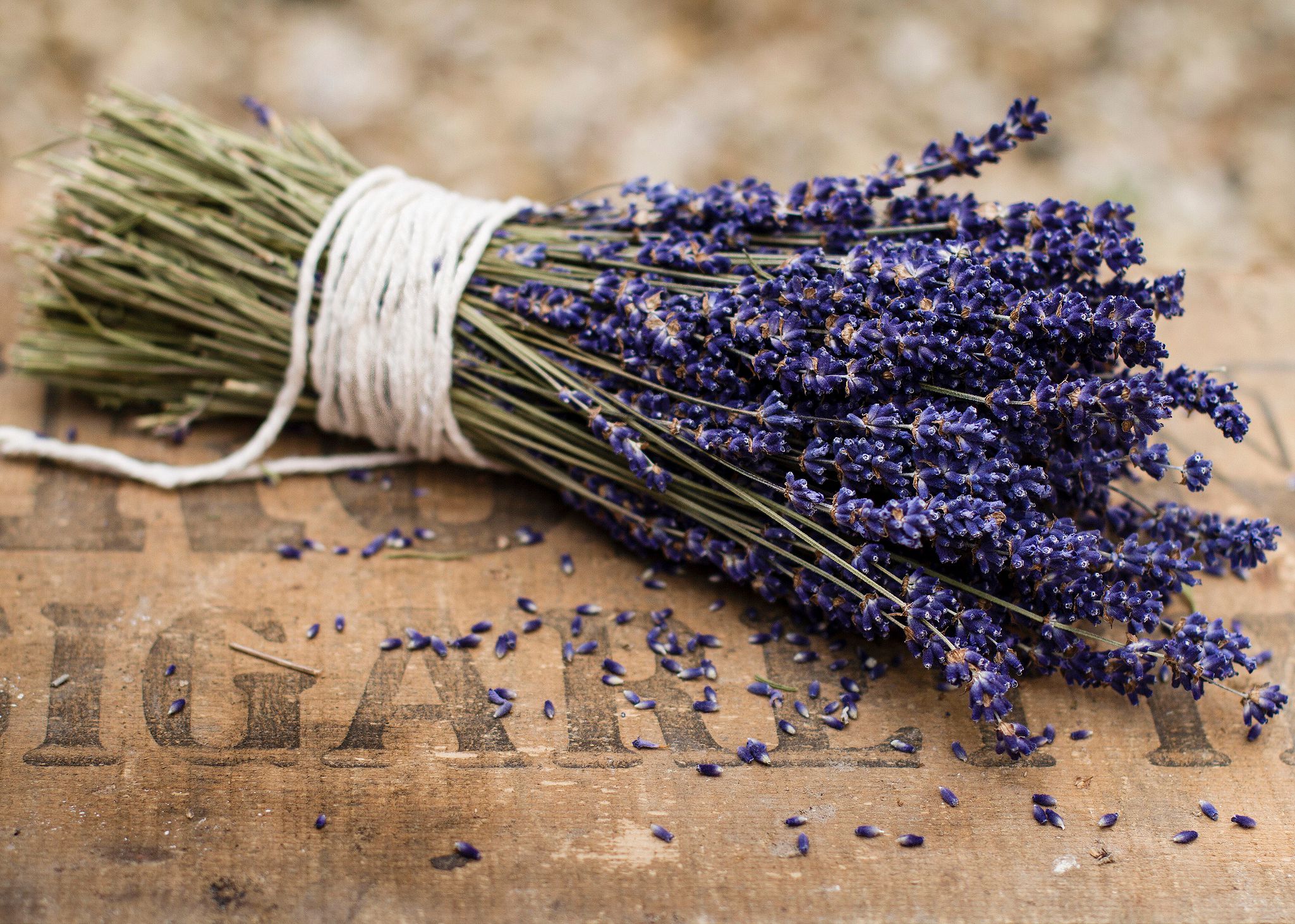 Pruning Lavender Promoting Flowering and Long Life