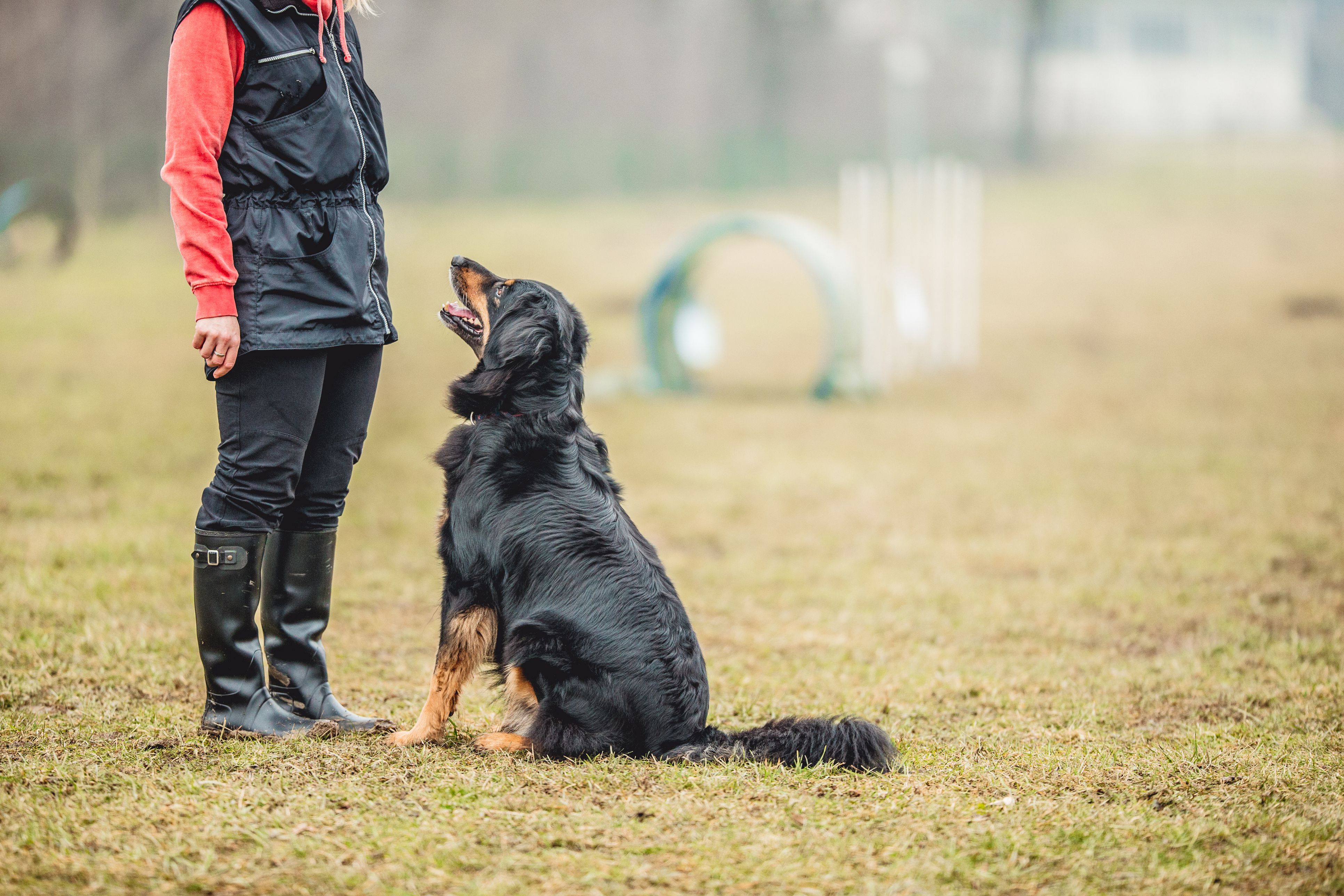 Dog Training While Boarding