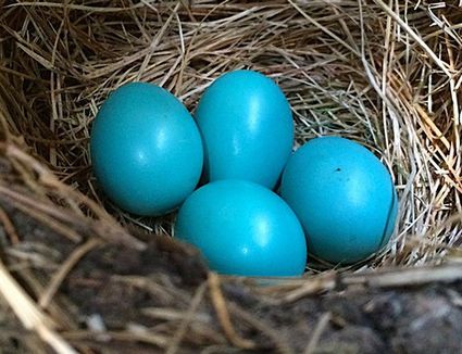 How to Easily Identify Bird Eggs