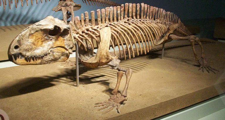 Pelycosaur Pictures and Profiles