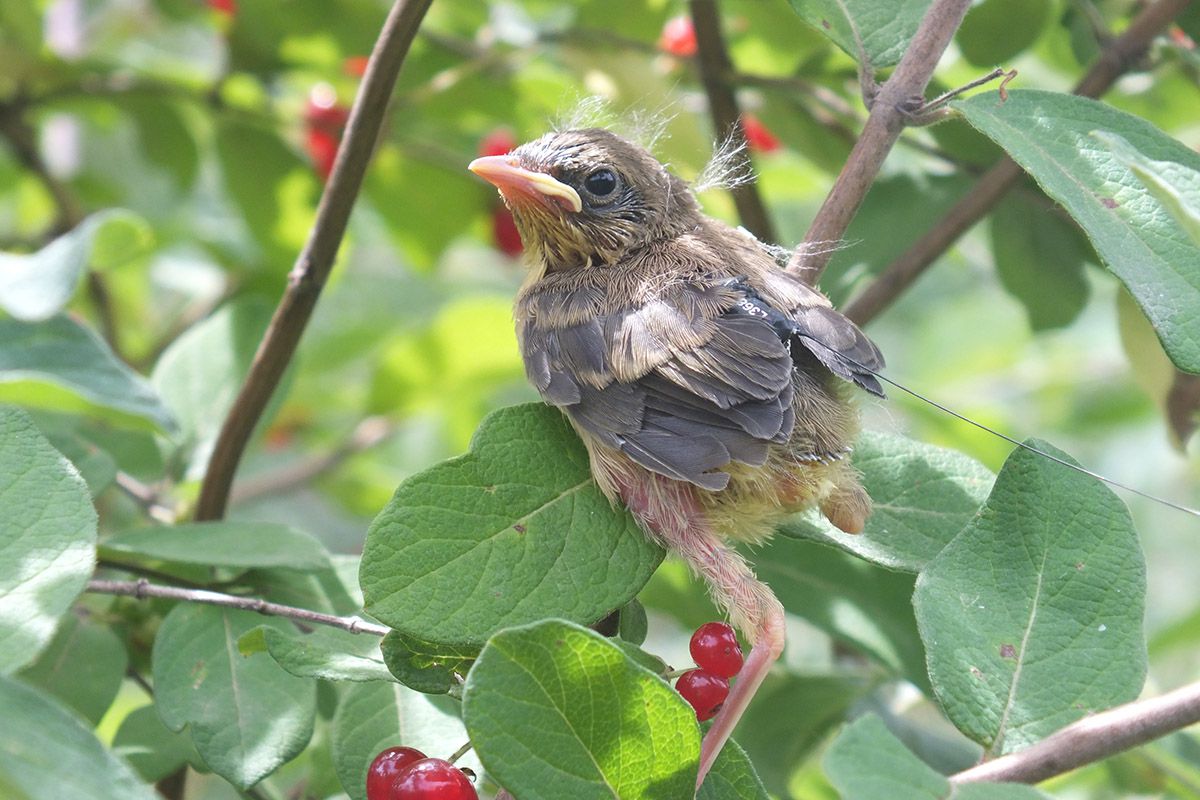 Why Some Songbirds Coax Their Young Out of the Nest Early