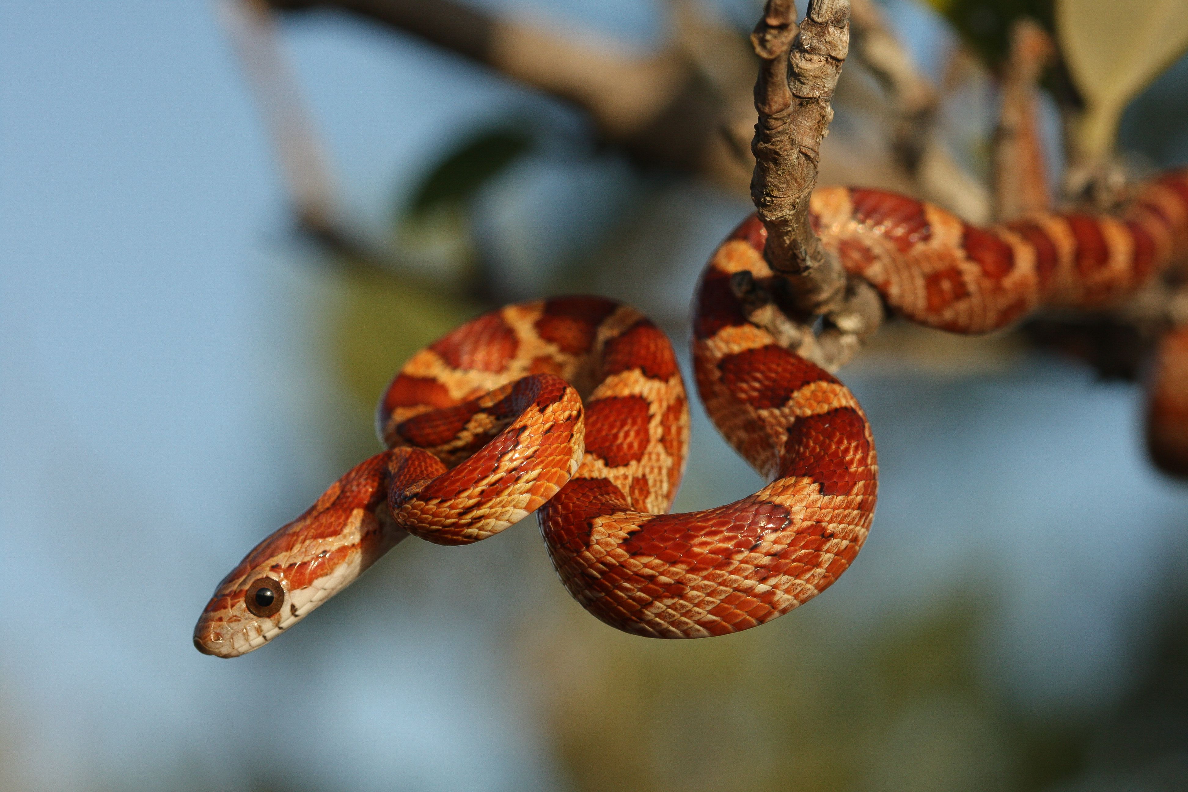 How to Properly Care for Pet Corn Snakes