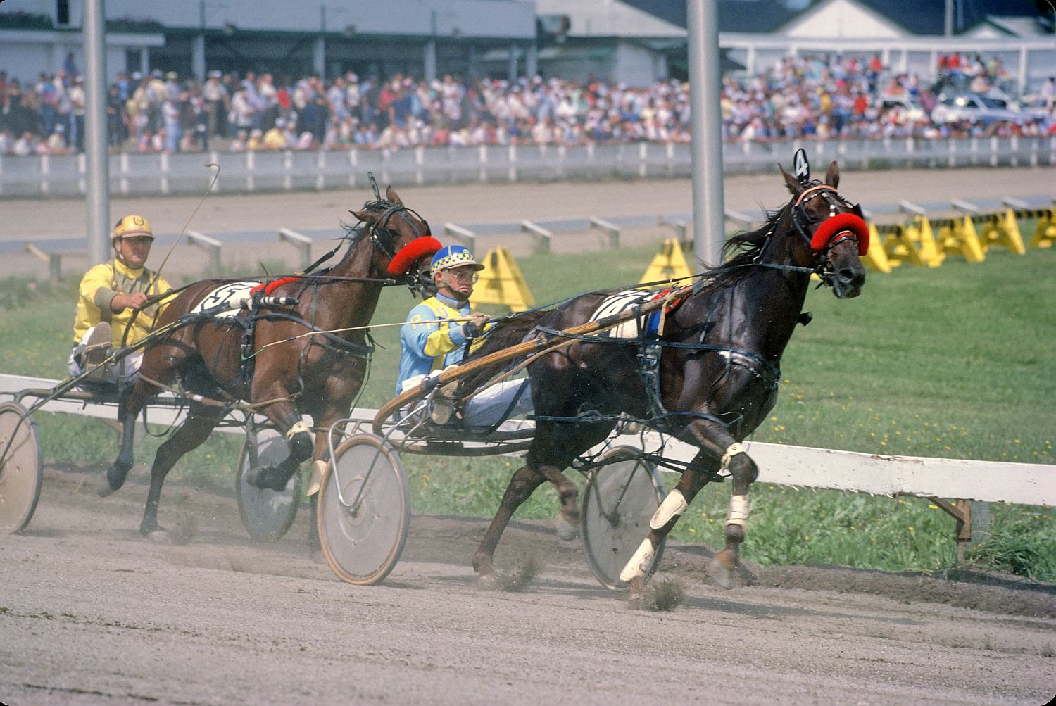 Meet The American Standardbred