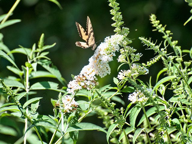 Attracting Butterflies and Hummingbirds to Your Garden