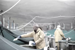 Workers feeding fish in farm