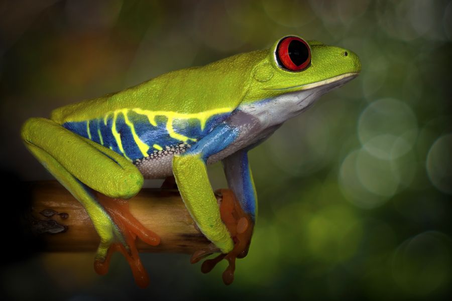 Facts About Frogs - The Animal Encyclopedia