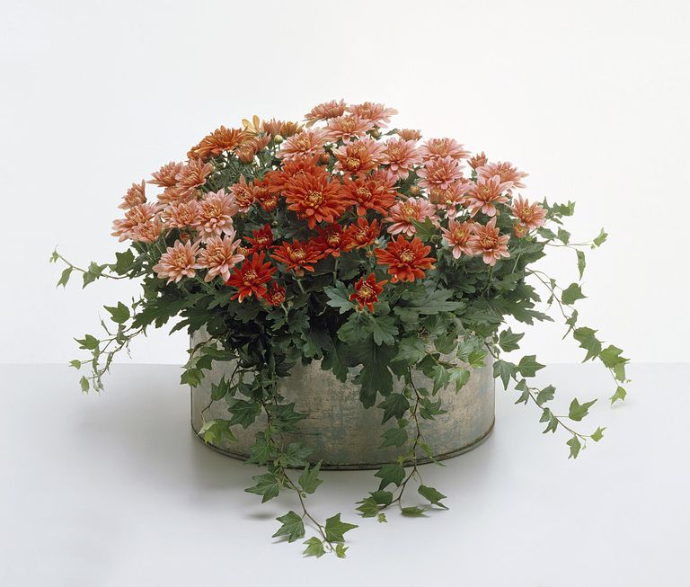 gi-plants-mums.jpg