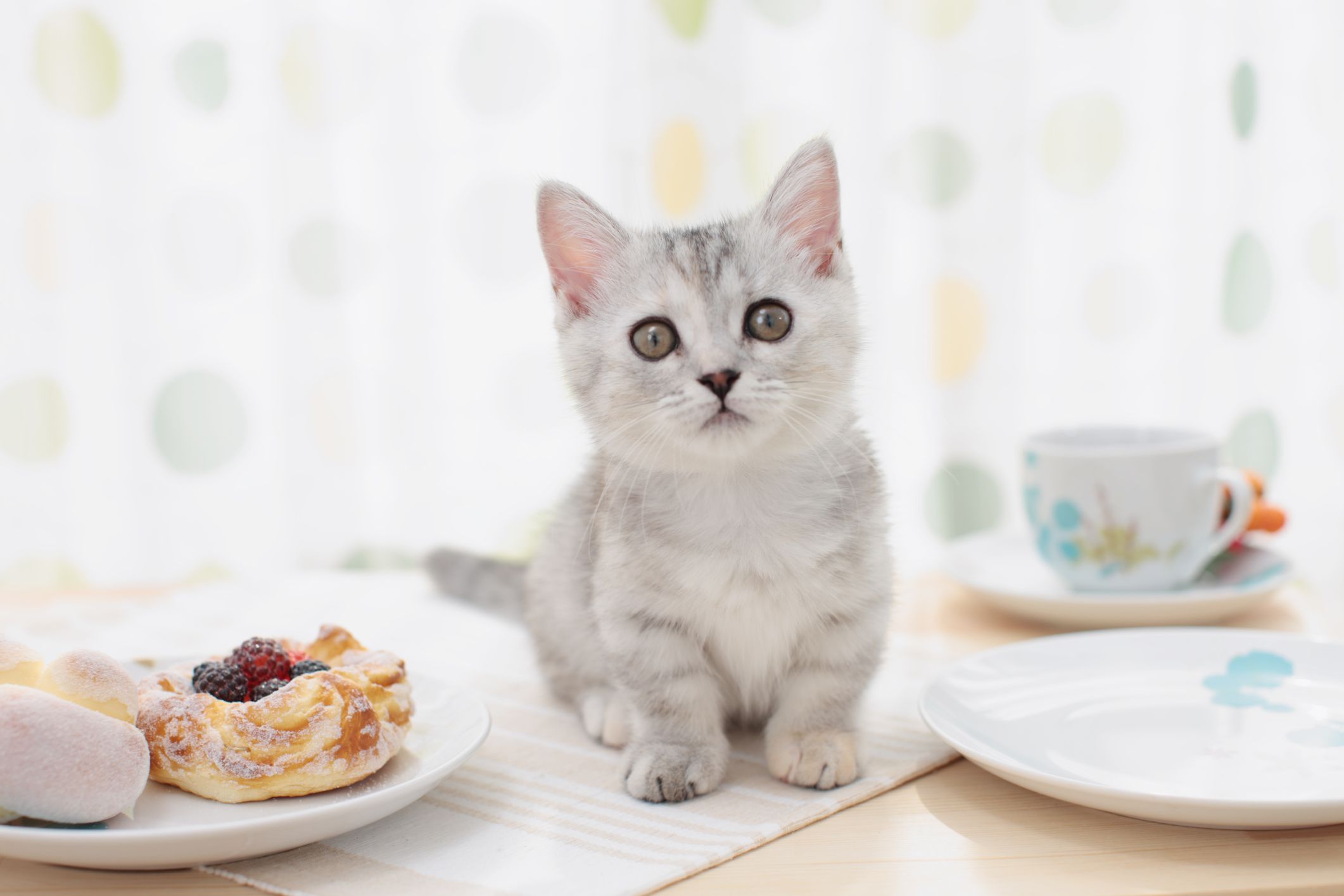 Learn How to Start a Cat Cafe 